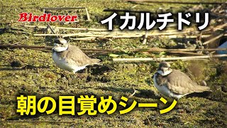 イカルチドリの目覚め / Long-billed plover