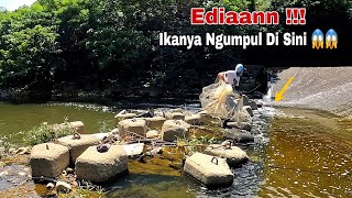 LUAR BIASA ⁉️ Jala Ikan Di Depan Bendungan Gak Nyangka Dapat Ikan Sebanyak Ini