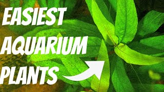 EASIEST Aquarium Plants For Beginners