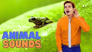 Learn Animal Sounds! 🐘🐳🐷🐸 fun and learning for kids!