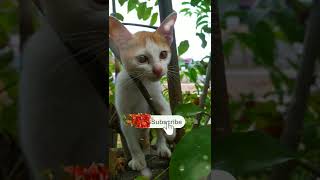 MUSIK UNTUK KUCING CEMAS #shorts #catvideos2022 #kucinglucu