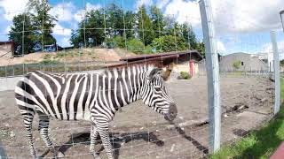 Zoo - Brasov