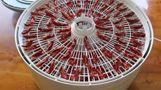 Paste Tomatoes Comparison | Dehydrating Tomatoes Off-grid