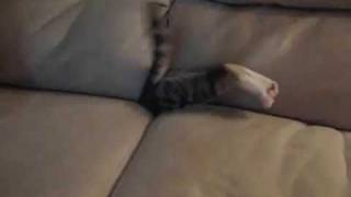 Cat vs Couch