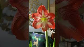 😘😘 Ladies and gentlemen, Amaryllis 'Minerva' the Magnificent! Happy Holidays! ✨