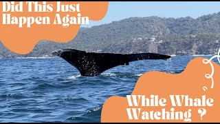 Is This Going To Happen to us Again While Whale Watching