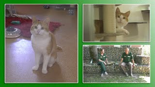 Katzenvermittlung - Juni/Juli 2021 (Tierheim Hannover TV)