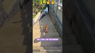 CORGI ON A SKATEBOARD! #shorts #viral #corgi #dogs