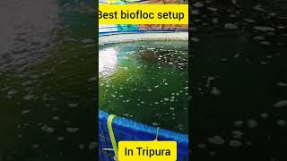 Best biofloc set up In Tripura..