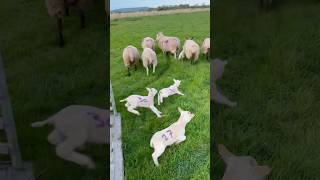 First time lambs see a field #lambs #cuteanimal #animals #farming #amazing #beautiful #stunning