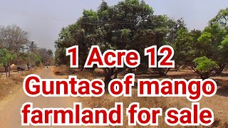 1 acre 12 guntas of mango farmland for sale #farmlandsforsale #landforsale #agriculturelandforsale