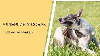 Аллергия у собак. Пищевая аллергия собак. Причниы зуда у собаки? Аллергия на блох