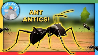 Minuscule | Best of the Ants! 🐜 | Compilation | Little Amigo