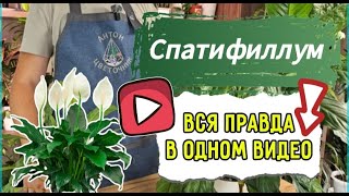 Спатифиллум пересадите так и куст вырастет в 3 раза больше