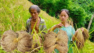 An orphan girl helps a poor homeless old man harvest rice and take care of his pigs and chickens