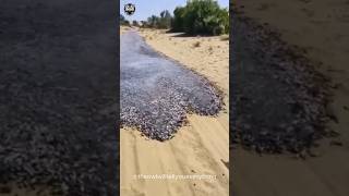 Рыбы образовали реку в голой пустыне #shortvideo #шортс #fish #рыб