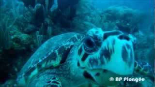 Plongée au Mexique   les tortues d'Akumal. - YouTube.flv