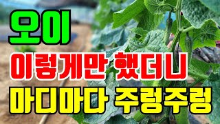 오이 이것만 해줬더니 마디마다 주렁주렁 달렸어요.