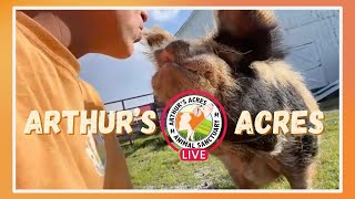 Arthurs Acres Animal Sanctuary Live - 7/25/24