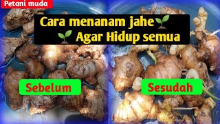 Cara Menanam Jahe Yang Benar Agar Hidup Semua || PETANI JAHE || Jahe gajah