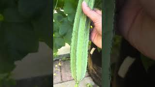 Lufa harvesting #trending #organicvegtables #youtubeshorts #youtubeislife @cristiano