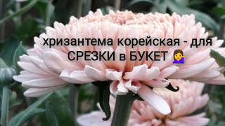 Хризантема корейская - для срезки в букет!