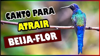 CANTO DO BEIJA FLOR - PERFEITO PARA ATRAIR BEIJA FLOR PARA SEU JARDIM (OTIMA QUALIDADE DO CANTO!)