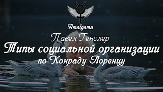 Павел Генслер Типы социальной организации по Конраду Лоренцу