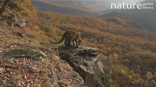 Amur leopard walking towards a rocky outcrop before sniffing around, Russian Far East