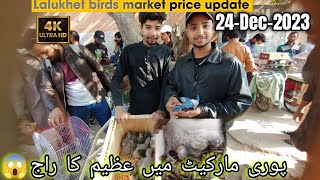 parrots price decreased in 24-12-2023 l Lalukhet birds market l Bidding & pice in Urdu /Hindi#birds