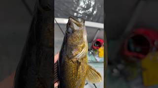 Beautiful GOLDEN walleye goin back!! #fishing #walleye #shorts