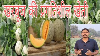 kharbuj ki unnat kheti kaise karen mask melon pharming pharming खरबूज की वैज्ञानिक खेती कैसे करें