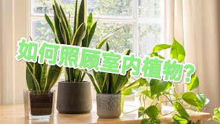 如何照顾室内植物？ How to take care indoor plant?