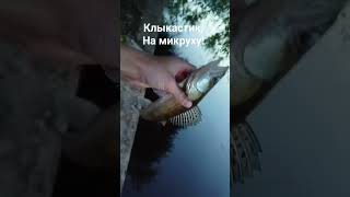 Рыбалка в Братеево, на , микруху 🐟#рыбалка #рыбалка2023 #fishing