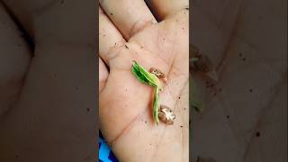 பாலக்கீரை தொட்டிக்கு மாத்தி,how to make spice gardens cardamon pepper#gardeningtips