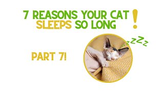 Why your Sphynx Cat Sleeps so much - Part 7!!  #sphynxlife #sphynxexpert