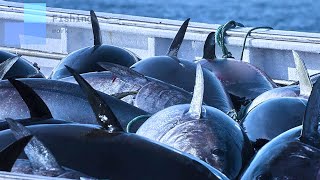 The Million Dollar Giant Bluefin Tuna Catch at Sea || catch super big ocean tuna in the sea