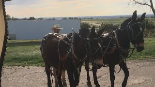 Covered Wagon