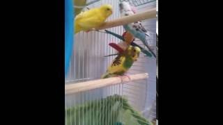 My cute budgie is angry with me 'BUDGIE WHISPERER'