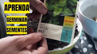 Como Plantar Hortela em vaso