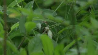 Schizocephala bicornis || Mantis feeding on Lizard || IIT Bomaby ||