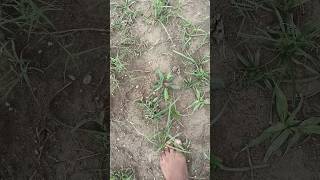 chuimui plant ☘️#shortvideo