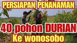 PENANAMAN KEMBALI DI PURBALINGGA ‼️40 POHON DURIAN.