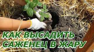 Как высадить саженец в жару, чтобы он прижился