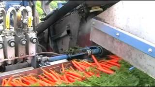 ASA LIFT - PO 335 Bunched Carrots