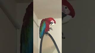 Macaw 🐦parrot talk Hello friends #shorts #macaw #youtubeshorts