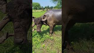 ⚘️ગાયુ ભેંસો 🐂🌿 #buffalo #jafarabadibuffalogujarat #buffalovideo #cow #farming #jafarabadibuffalo