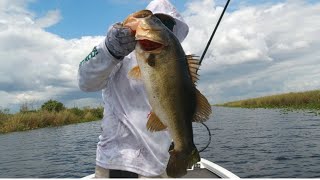 Bass DEMOLISHES Swimbait #shorts