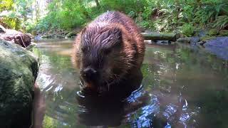 Adorable Beavers Swim And Play In Their Pond