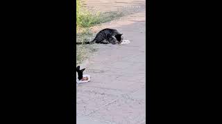 HOW TO FEED WIRLD CATS INSIDE PARK //KITTENS HAVING LETURE